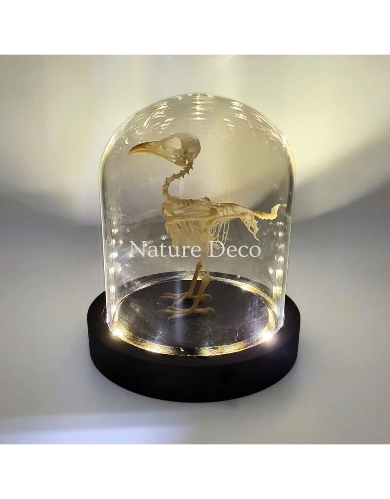 Nature Deco Bird skeleton in LED glass dome 11.5 x 11.5 x 13 cm