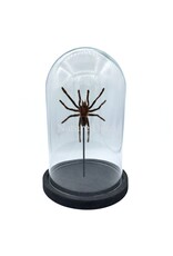 Nature Deco Eurypelma spinicrus (bird spider) in glass dome 14 x 14 x 21 cm