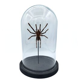 Nature Deco Eurypelma spinicrus (bird spider) in glass dome