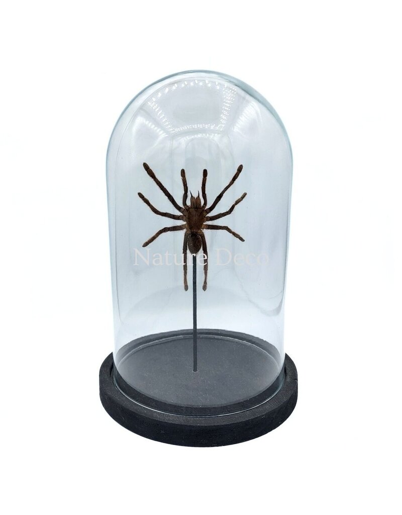 Nature Deco Eurypelma spinicrus (vogelspin) in stolp 14 x 14 x 21 cm