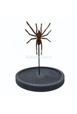 Nature Deco Eurypelma spinicrus (vogelspin) in stolp 14 x 14 x 21 cm