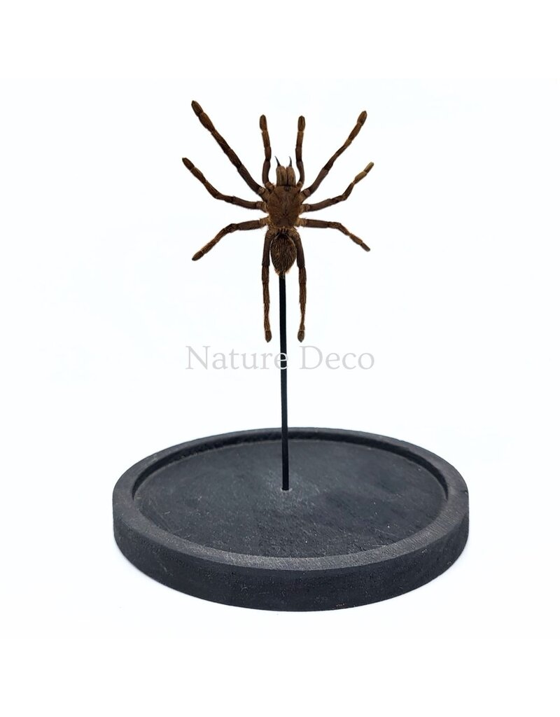 Nature Deco Eurypelma spinicrus (bird spider) in glass dome 14 x 14 x 21 cm