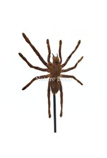 Nature Deco Eurypelma spinicrus (vogelspin) in stolp 14 x 14 x 21 cm