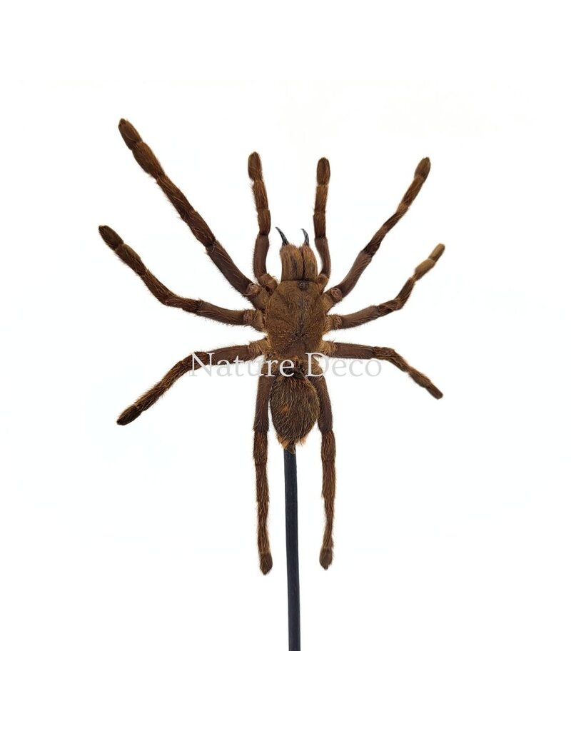 Nature Deco Eurypelma spinicrus (vogelspin) in stolp 14 x 14 x 21 cm