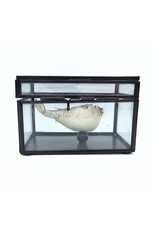 Nature Deco Puffer fish in display box 13.5 x 8.5 x 9 cm