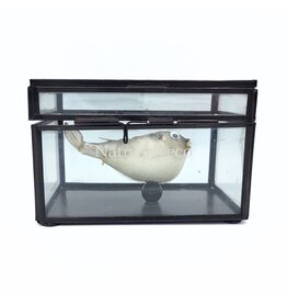 Nature Deco Puffer fish in display box