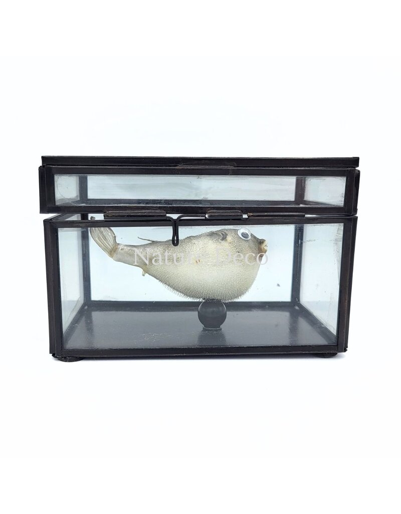 Nature Deco Puffer fish in display box 13.5 x 8.5 x 9 cm