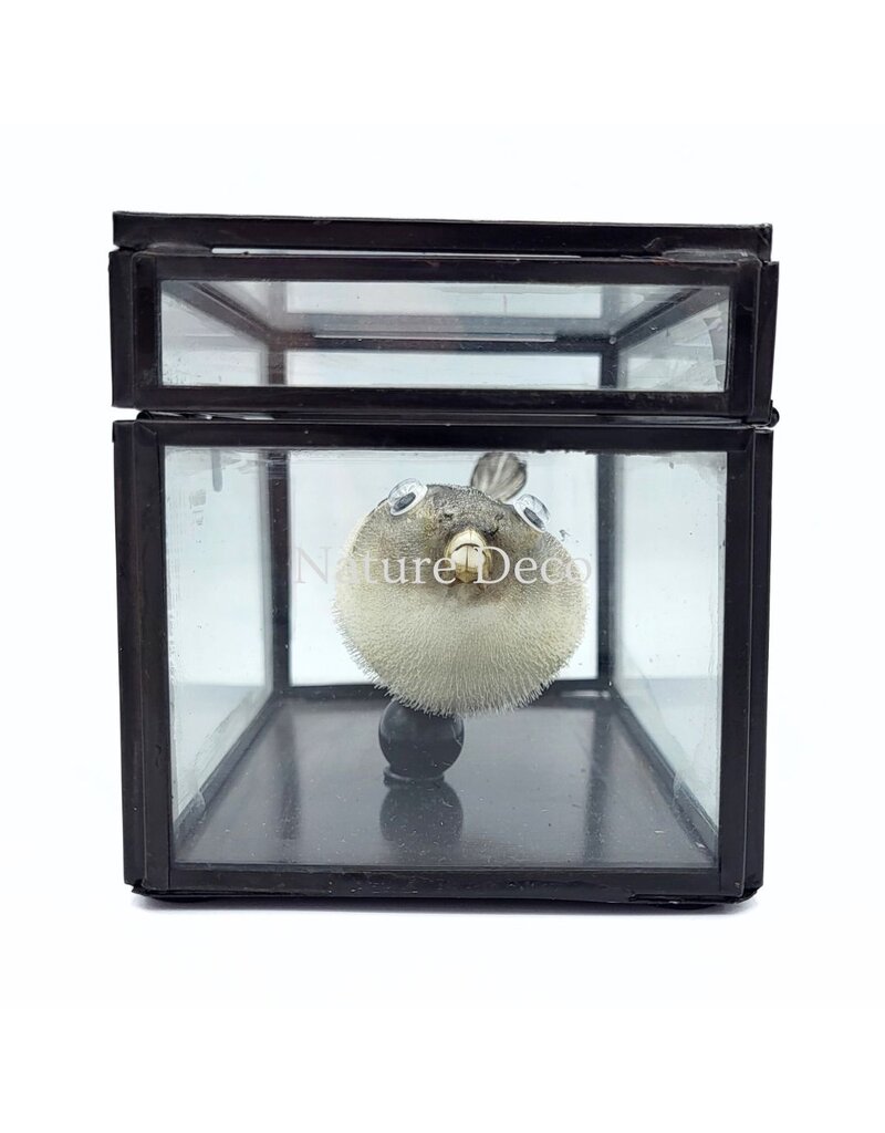 Nature Deco Puffer fish in display box 13.5 x 8.5 x 9 cm