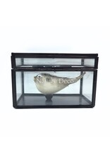 Nature Deco Puffer fish in display box 13.5 x 8.5 x 9 cm