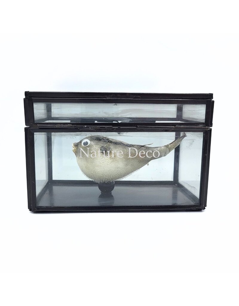 Nature Deco Puffer fish in display box 13.5 x 8.5 x 9 cm