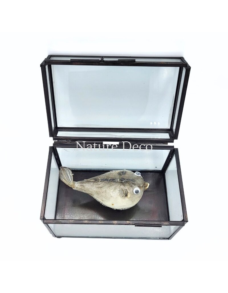 Nature Deco Puffer fish in display box 13.5 x 8.5 x 9 cm