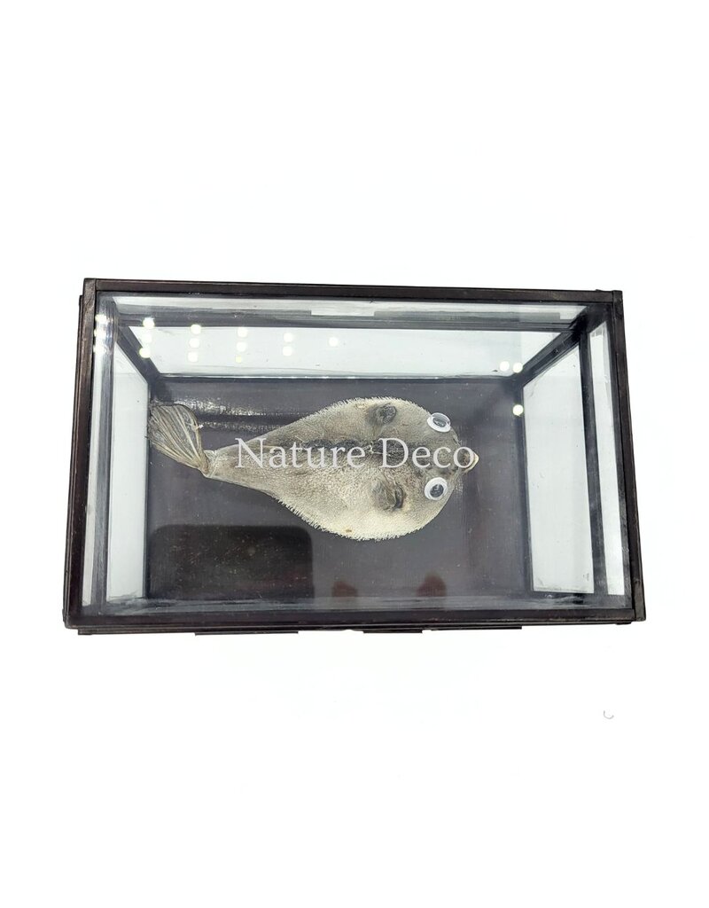 Nature Deco Puffer fish in display box 13.5 x 8.5 x 9 cm