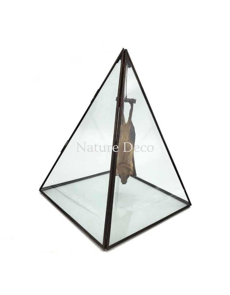 Nature Deco Bat in display box 19 x 19 x 26 cm
