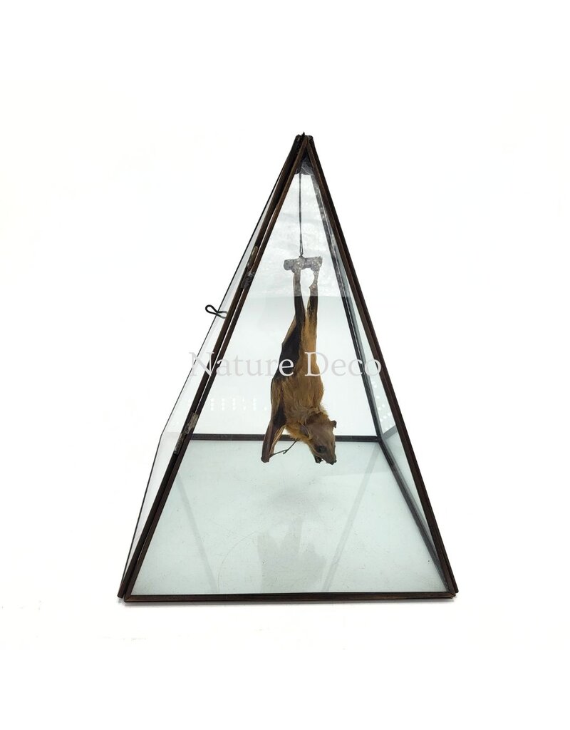 Nature Deco Vleermuis in vitrine box 19 x 19 x 26 cm