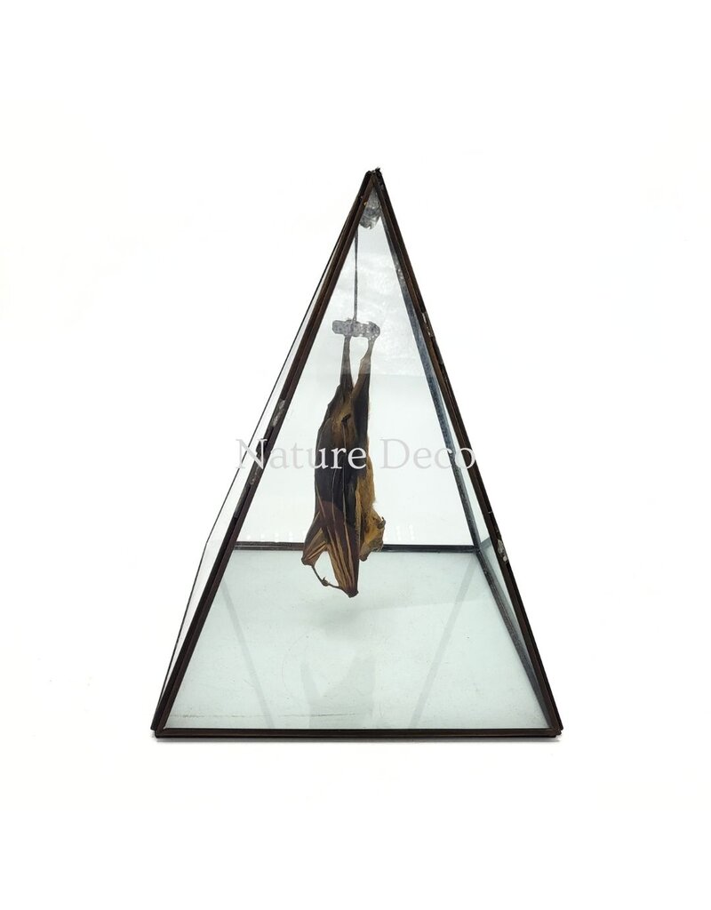 Nature Deco Vleermuis in vitrine box 19 x 19 x 26 cm