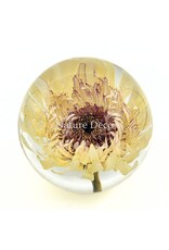 . Barberton daisy (Gerbera jamesonii) in resin "sphere"