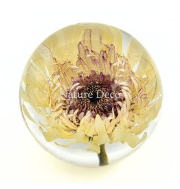 . Barberton daisy (Gerbera jamesonii) in resin "sphere"