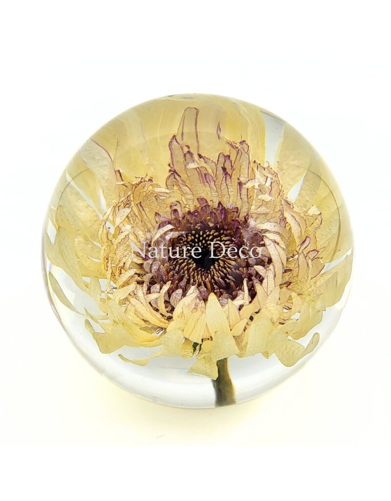 . Barberton daisy (Gerbera jamesonii) in resin "sphere"