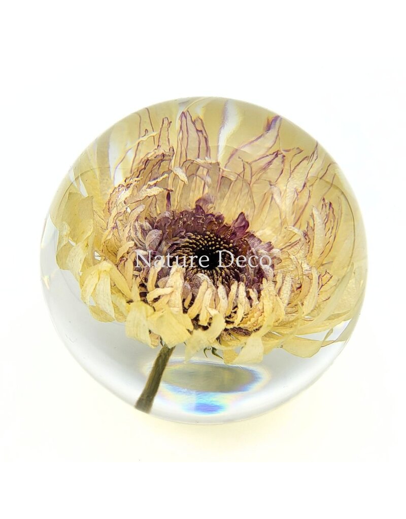 . Barberton daisy (Gerbera jamesonii) in resin "sphere"