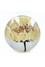 . Barberton daisy (Gerbera jamesonii) in resin "sphere"