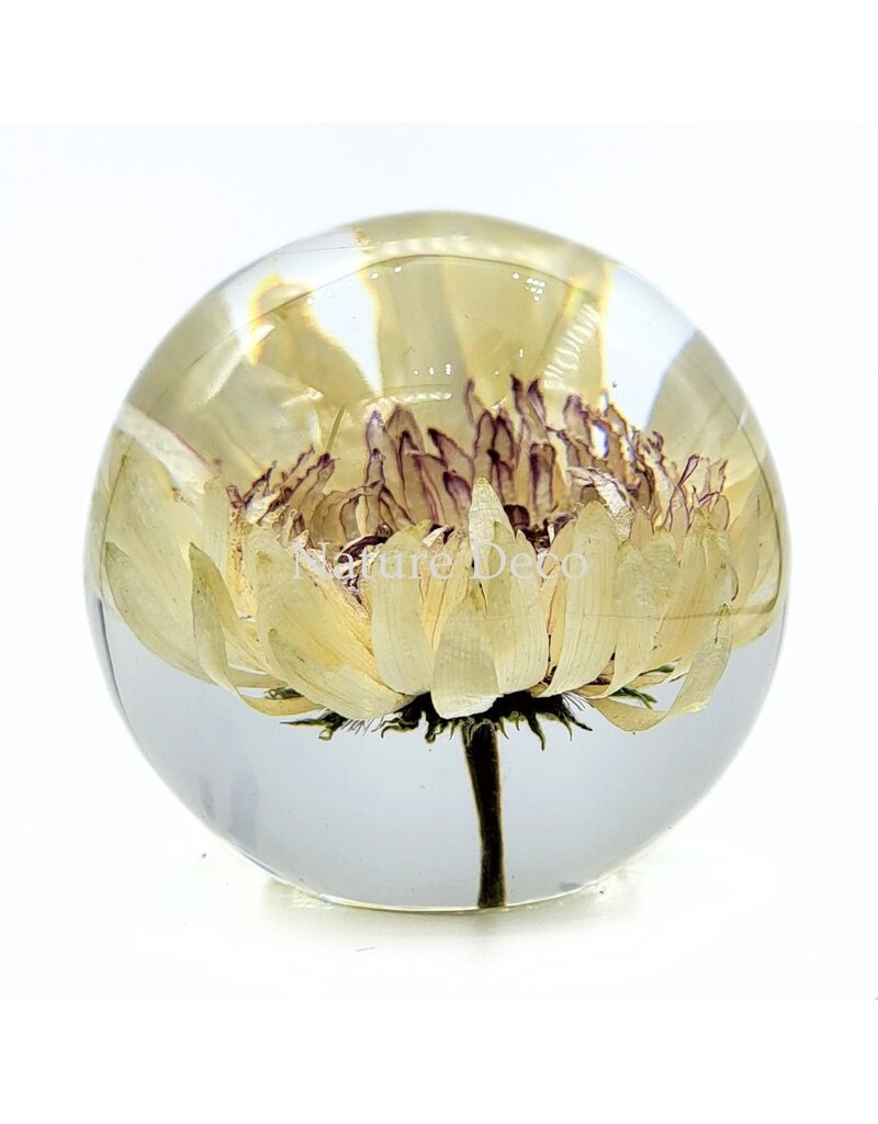 . Barberton daisy (Gerbera jamesonii) in resin "sphere"