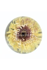 . Barberton daisy (Gerbera jamesonii) in resin "sphere"