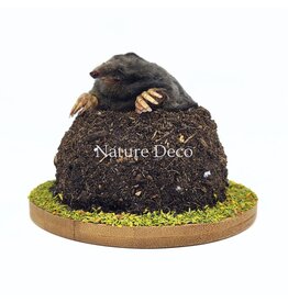 . Opgezette mol in molshoop (bovenlichaam zichtbaar)