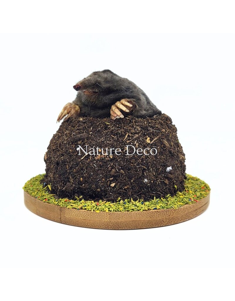 . Stuffed mole in soil (upper body visible) 11 x 11 x 9 cm