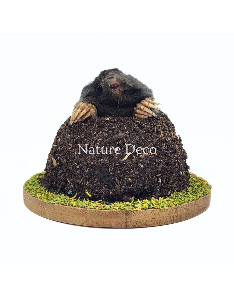 . Stuffed mole in soil (upper body visible) 11 x 11 x 9 cm