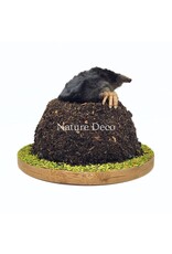 . Stuffed mole in soil (upper body visible) 11 x 11 x 9 cm