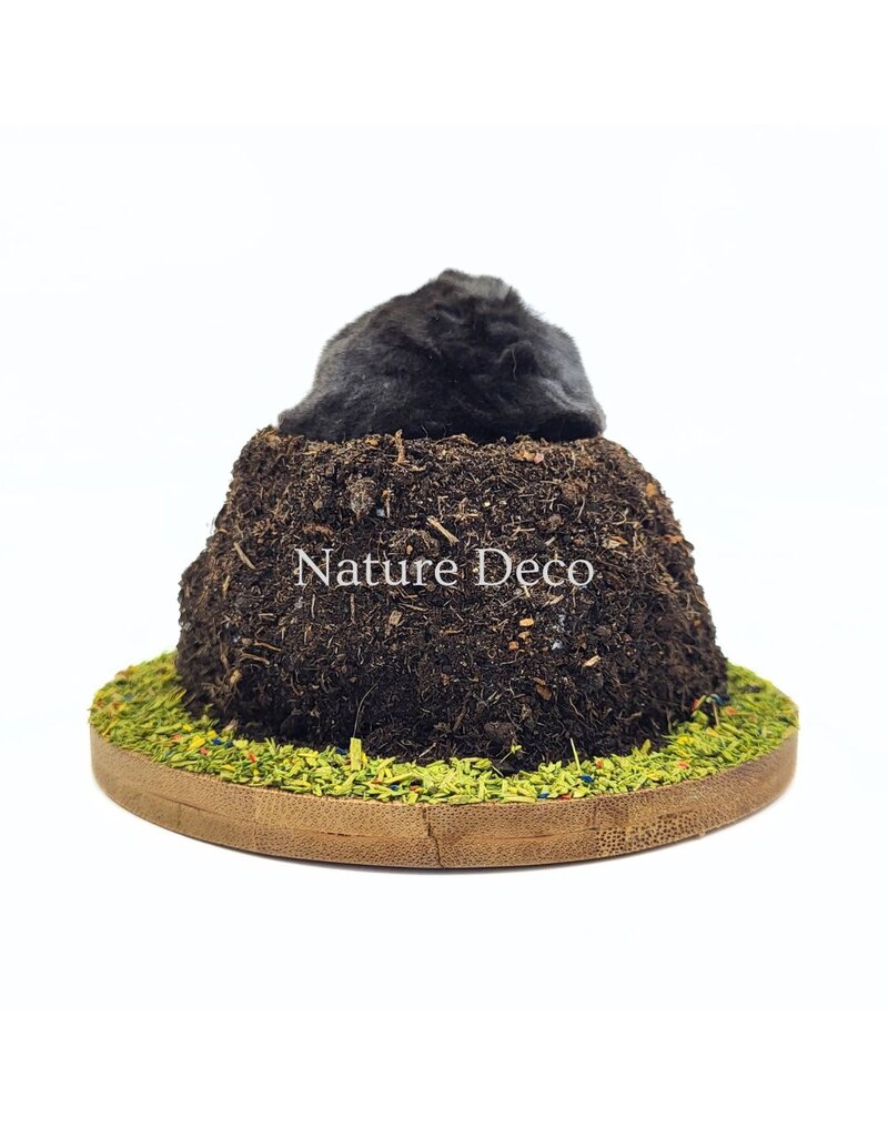 . Stuffed mole in soil (upper body visible) 11 x 11 x 9 cm