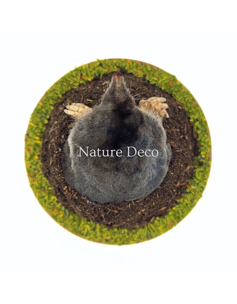 . Stuffed mole in soil (upper body visible) 11 x 11 x 9 cm
