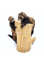 . Two mounted ferrets on a tree stump, 25 x 30 x 40 cm
