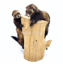 . Two mounted ferrets on a tree stump