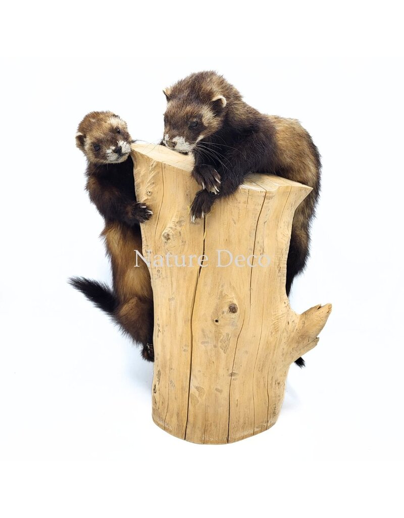 . Two mounted ferrets on a tree stump, 25 x 30 x 40 cm
