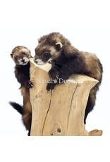 . Two mounted ferrets on a tree stump, 25 x 30 x 40 cm