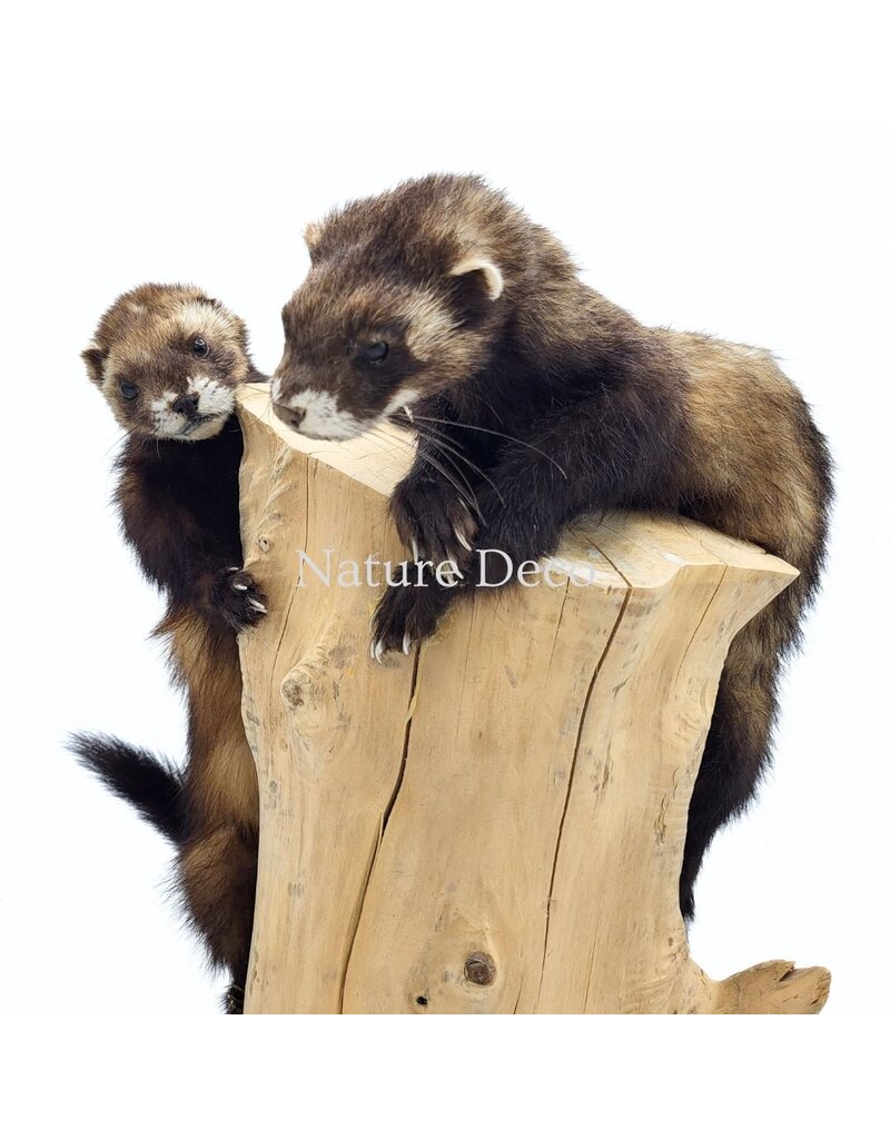 . Two mounted ferrets on a tree stump, 25 x 30 x 40 cm