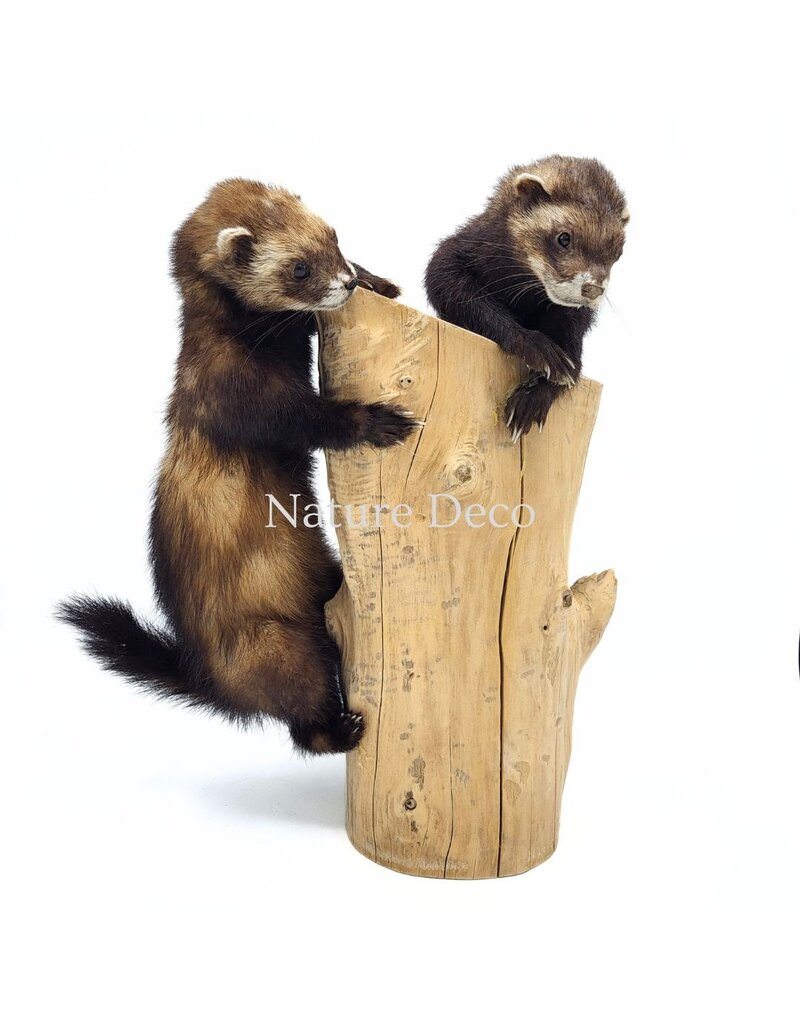 . Two mounted ferrets on a tree stump, 25 x 30 x 40 cm