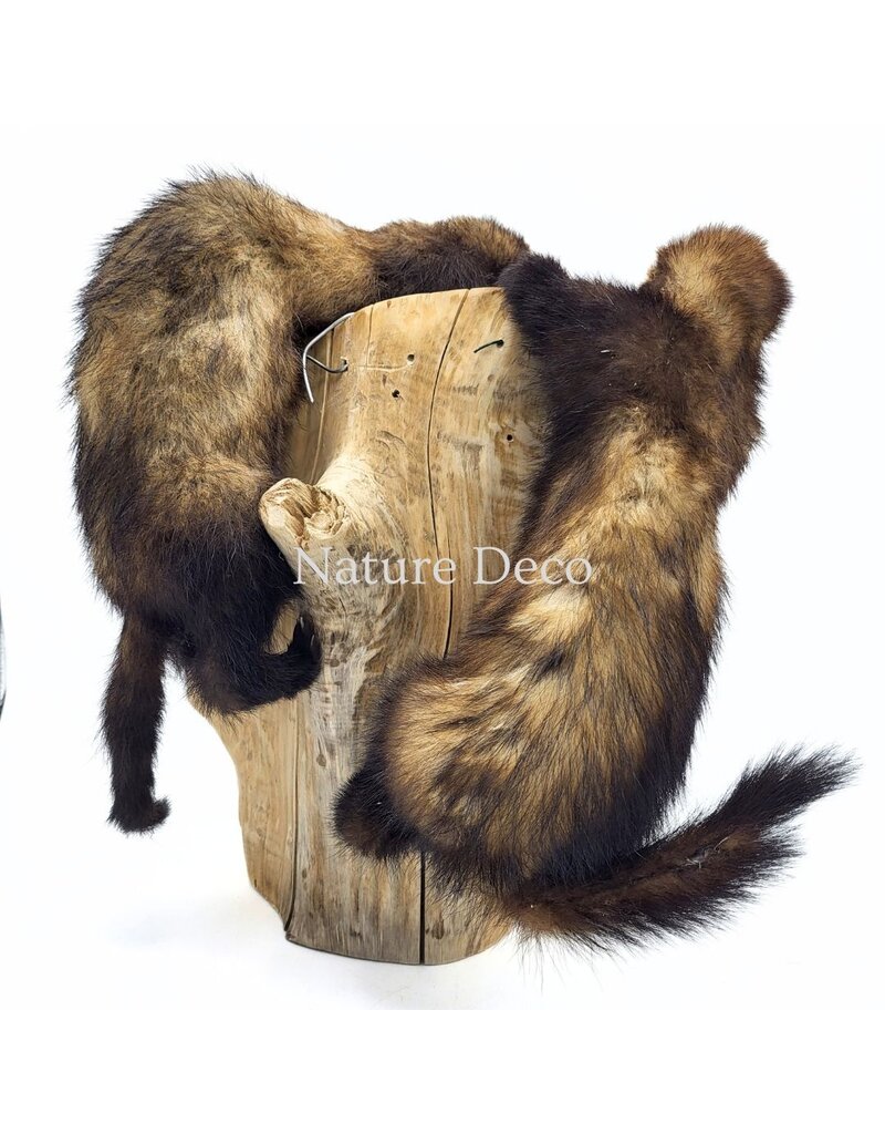 . Two mounted ferrets on a tree stump, 25 x 30 x 40 cm