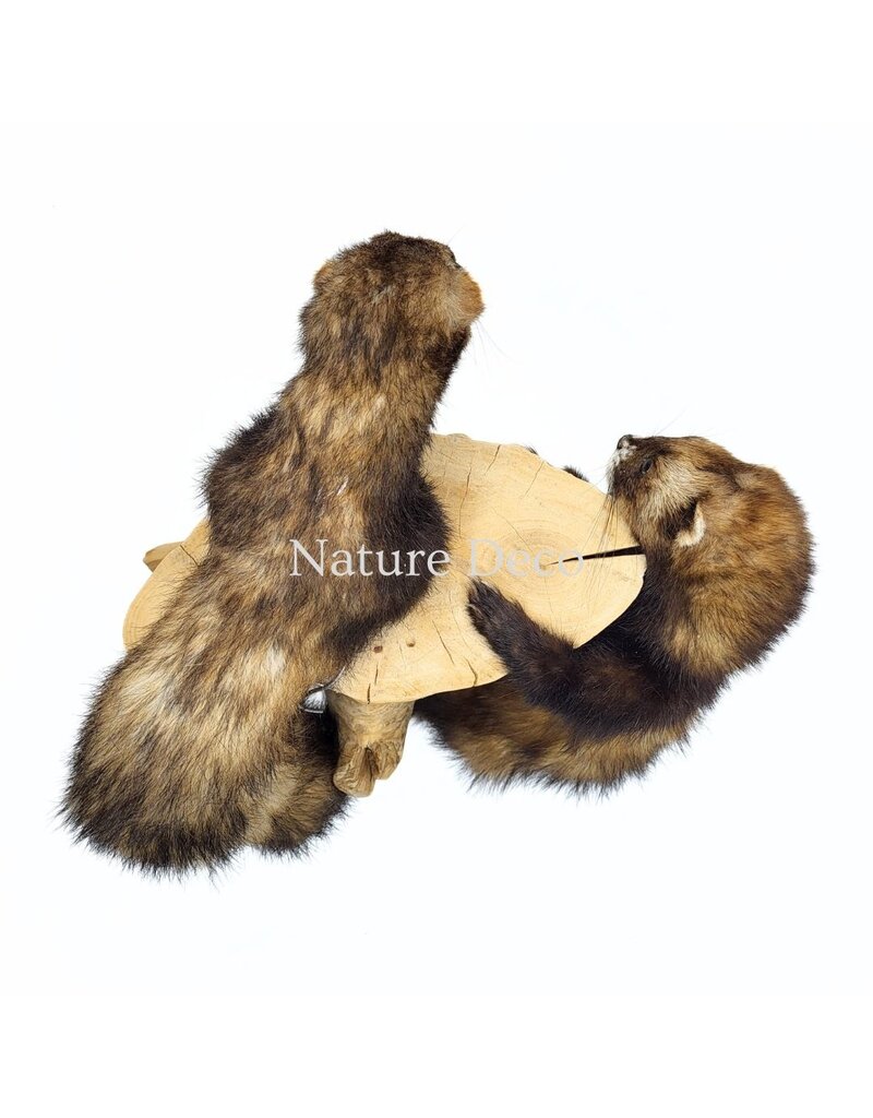 . Two mounted ferrets on a tree stump, 25 x 30 x 40 cm