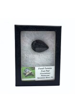 . Fossiel schildpadvoetkussen (Geochelone Pleistocene Suwannee River, FL)