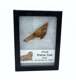 . Fossil walrus tusk