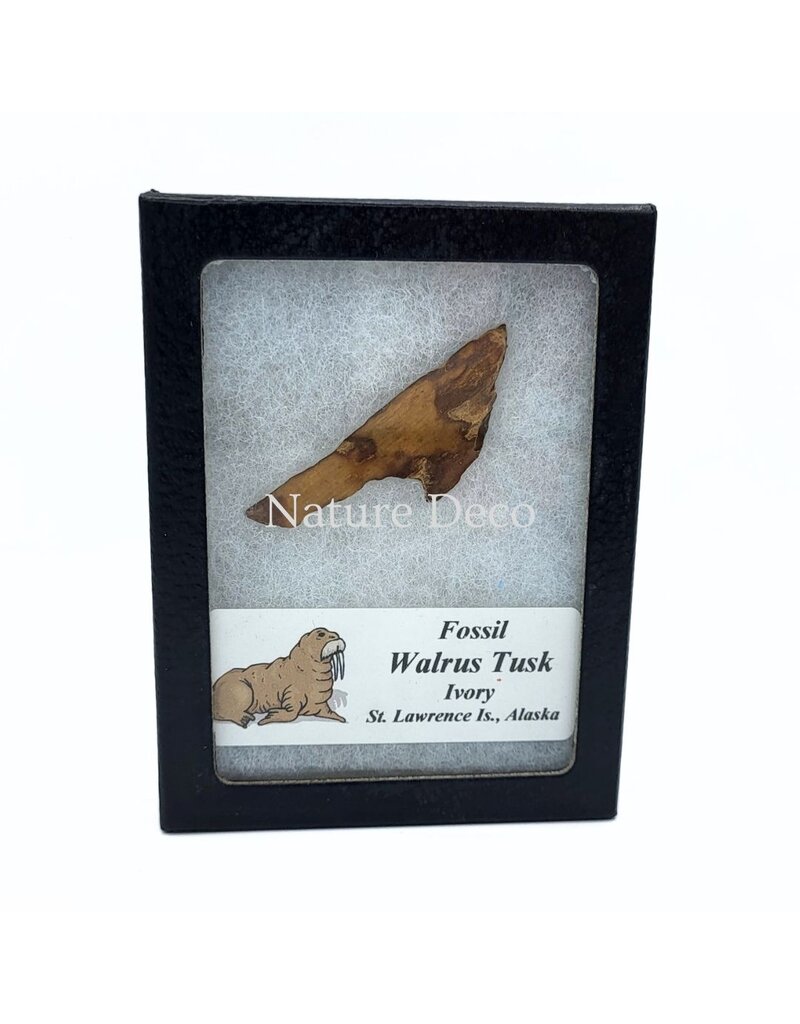 . Fossil walrus tusk, St. Lawrence Island, Alaska