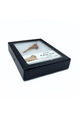 . Fossil walrus tusk, St. Lawrence Island, Alaska