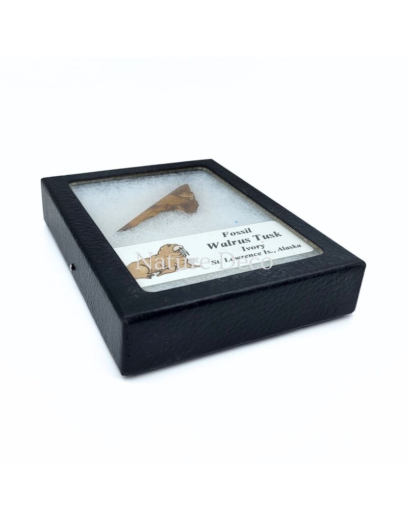 . Fossil walrus tusk, St. Lawrence Island, Alaska