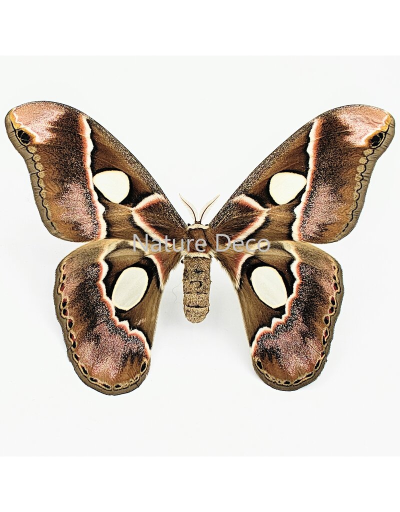 . Unmounted / dried Rothschildia lebeau