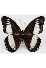 . Ongeprepareerde Zethera pimplea