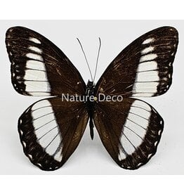 . Unmounted Zethera pimplea