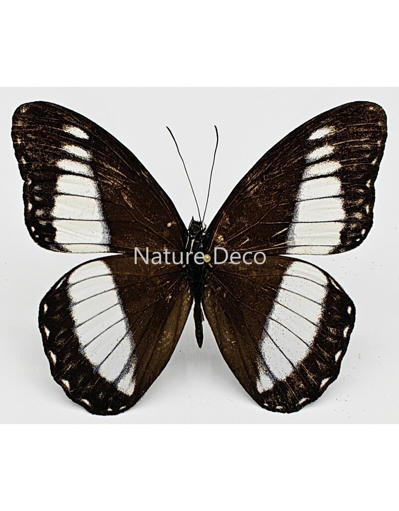 . Unmounted / dried Zethera pimplea