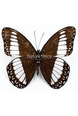 . Unmounted / dried Zethera pimplea